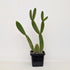 Opuntia macrodasys ‘yellow' (Bunny Ears Cactus) -7cm pot